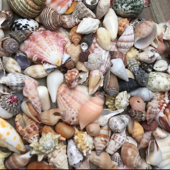 100 Real Seashells Mixed Grab Bag Lot for diy nautical decor or crafting - Picture 2 of 13